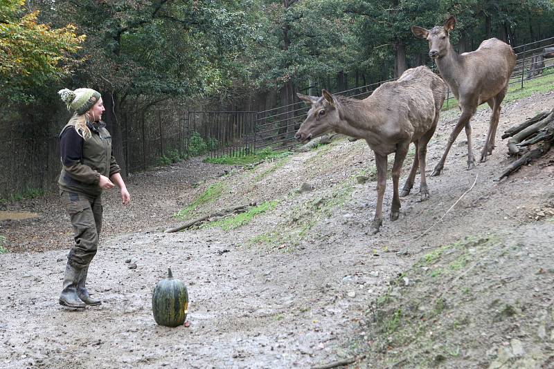 Brno 13.10.2020 - krmení wapitů sibiřských v ZOO Brno