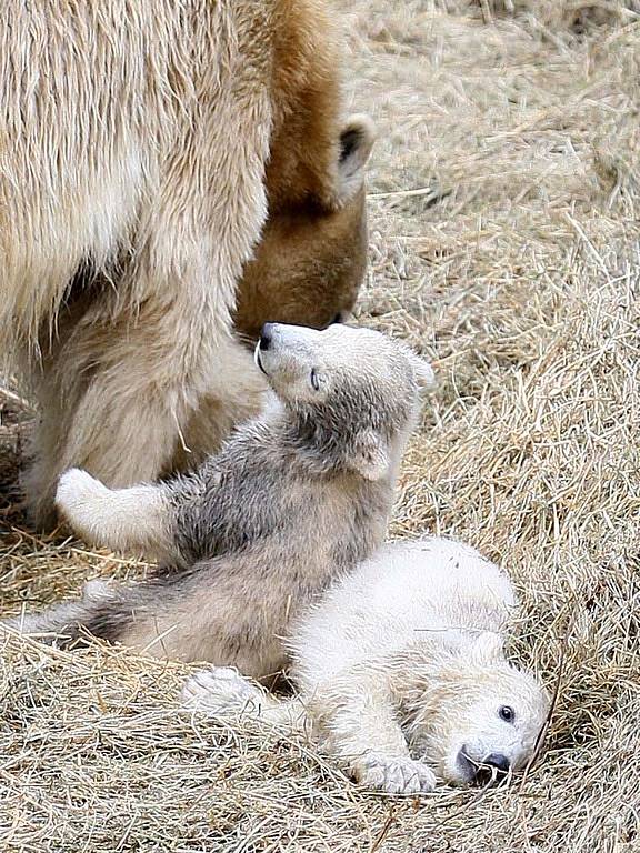 Lední medvíďata z brněnské zoo jsou s největší pravděpodobností páreček.