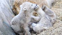 Lední medvíďata z brněnské zoo jsou s největší pravděpodobností páreček.