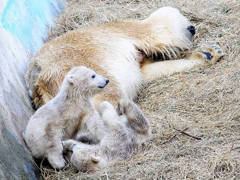 Lední medvíďata z brněnské zoo jsou s největší pravděpodobností páreček.