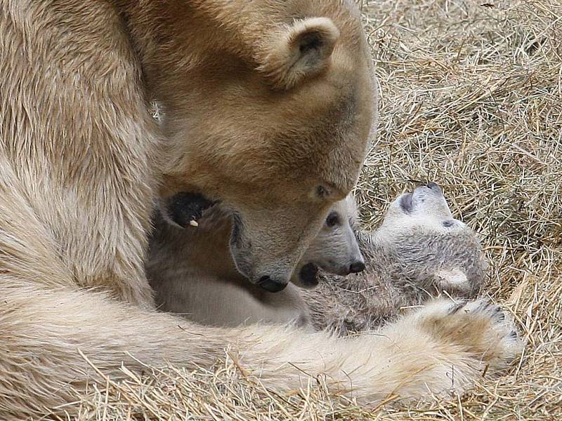 Lední medvíďata z brněnské zoo jsou s největší pravděpodobností páreček.