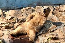 Lední medvíďata z brněnské zoologické zahrady se nejspíš budou jmenovat Kometa a Rondo.