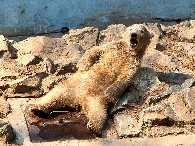 Lední medvíďata z brněnské zoologické zahrady se nejspíš budou jmenovat Kometa a Rondo.