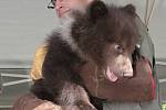 V brněnské zoo slavnostně pokřtili mláďata medvěda kamčatského. Lidé jim vybrali jména Kuba a Toby.