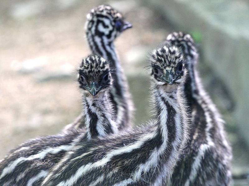 Mláďata emu z brněnské zoo. 