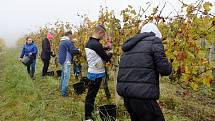 Sběr hroznů ve vinohradu vinařství Víno je Svoboda ve Velkých Bílovicích.