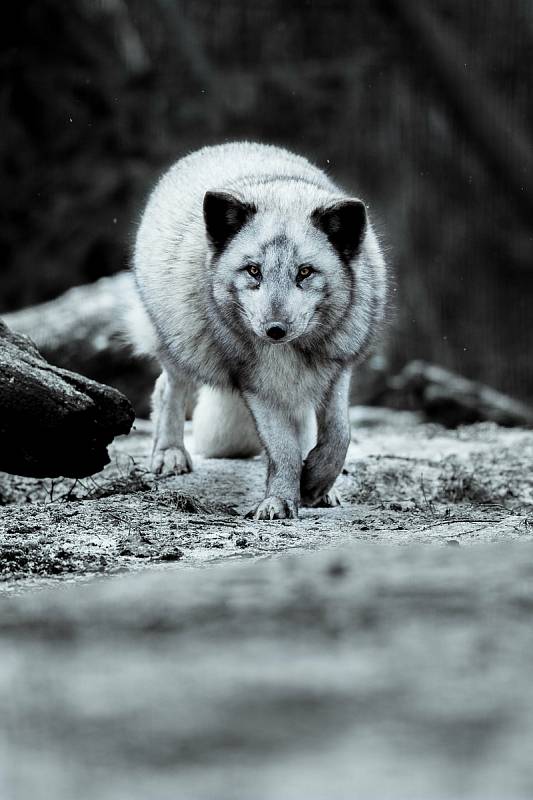 Brněnská ZOO, ilustrační foto