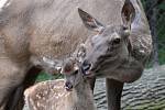 Návštěvníci zoo se mohou těšit na mláďata jelena sibiřského.