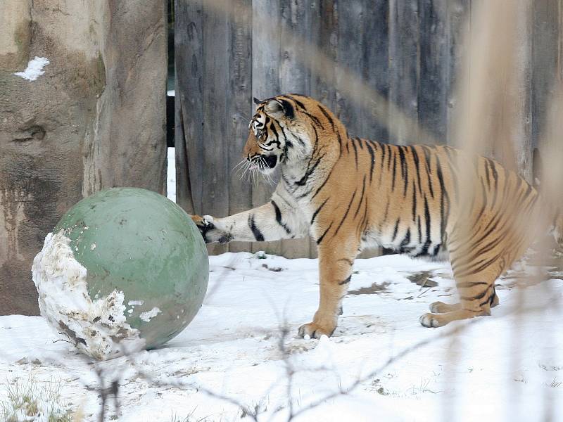 Tygřice Satu v brněnské zoo.