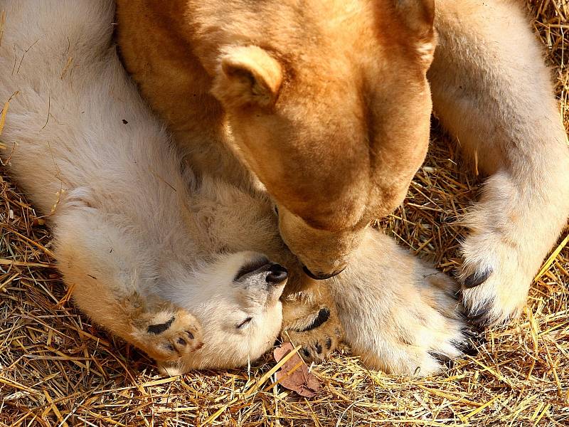 Lední medvědice Cora v sobotu poprvé vyvedla svá mláďata do výběhu v brněnské zoologické zahradě. 