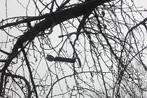 V koruně stromu na Gorkého ulici visela koloběžka.