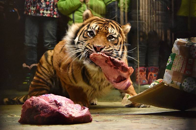 Nejenom lidé oslaví Štědrý den rozbalováním dárků. Vánoční nadílku v sobotu dostala i zvířata v brněnské zoo. 