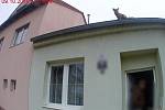 Liška na střeše rodinného domu.