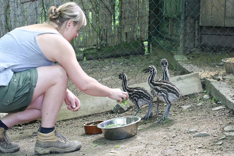 Mláďata emu z brněnské zoo. 