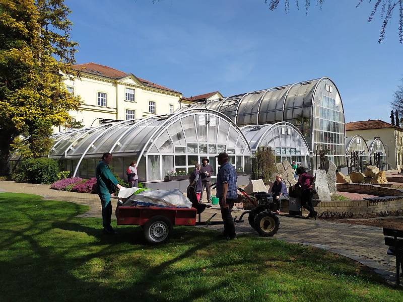 Obří hrášek v areálu botanické zahrady Přírodovědecké fakulty Masarykovy univerzity.