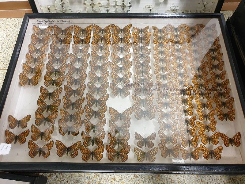 Jihomoravští kriminalisté zabavili při dvou domovních prohlídkách nezaměstnanému entomologovi přes 9100 kusů vzácného hmyzu. Zvláště chráněné druhy motýlů, třeba jasoně červenookého, nabízel na zahraničním aukčním portálu.