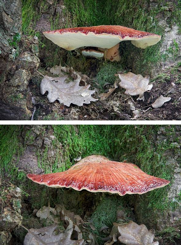 Na podzim lze najít v lesích v Mikroregionu Kahan na Brněnsku spoustu zajímavých hub. Na snímku je pstřeň dubový.
