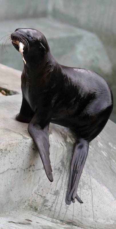 Lachtani v brněnské zoologické zahradě.