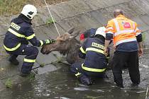 Los běhal po Brně. Odborníci ho museli za asistence hasičů a policistů uspat. Zvíře ale nakonec v důsledku stresu pošlo.