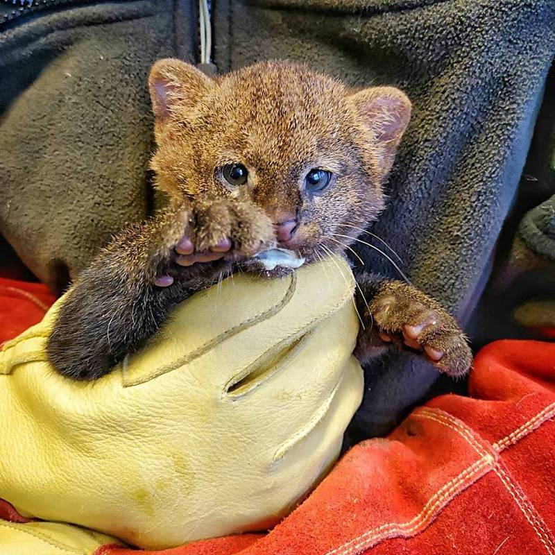 Doteď ho matka střežila tak žárlivě, že chovatelé věděli jenom to, že se narodilo. Tento týden ale mládě jaguarundi, koček příbuzných s gepardy či pumami, absolvovalo svoji první veterinární prohlídku. A ukázalo se, že v zoo vyrůstá malý samec.