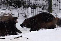 Na sněhu hrající si rosomáci v brněnské zoo.