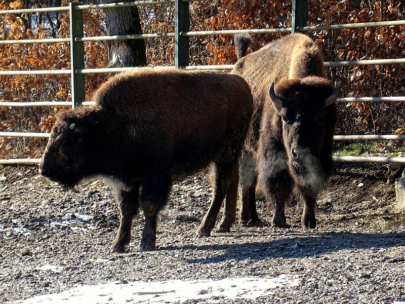 Procházka Zoo Brno může být příjemná i v zimních měsících.