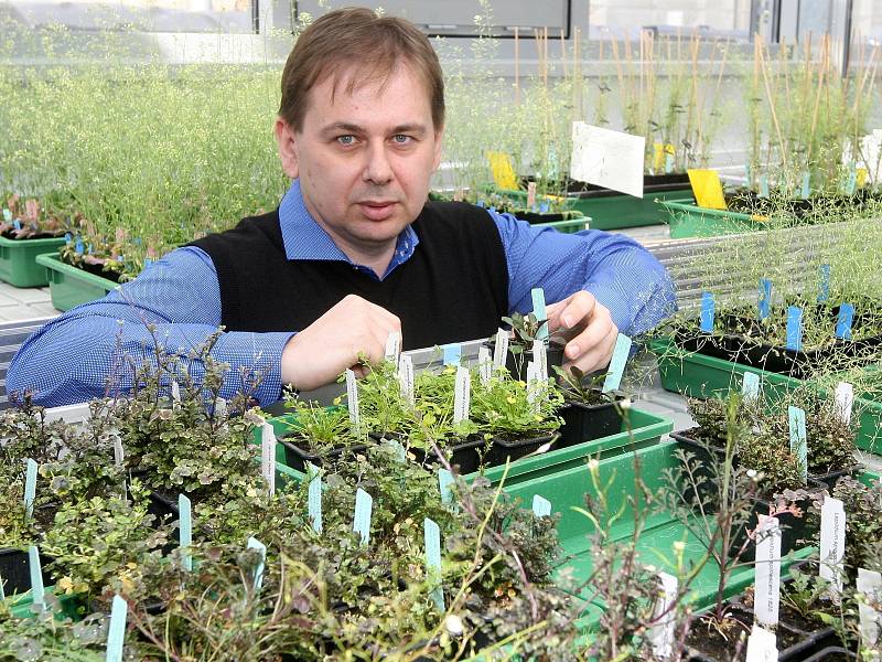 Projekt Remes, který do Brna z Anglie přinesl Karel Říha má za cíl odhalit procesy, které řídí rozmnožování rostlin.