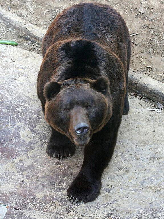 Otevření Beringie v brněnské Zoo.