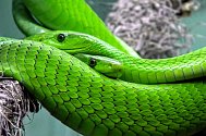 Na zahradě v brněnské Líšni našla žena jasně zeleného hada. Ilustrační snímek.