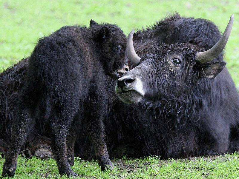 Mládě jaka obecného v brněnské zoologické zahradě.