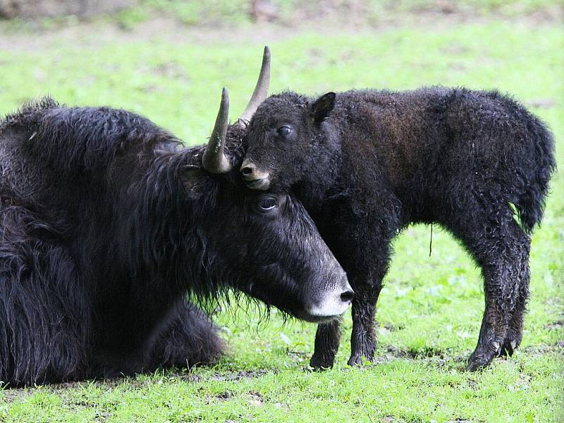 Mládě jaka obecného v brněnské zoologické zahradě.