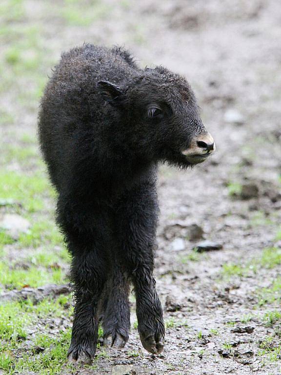 Mládě jaka obecného v brněnské zoologické zahradě.