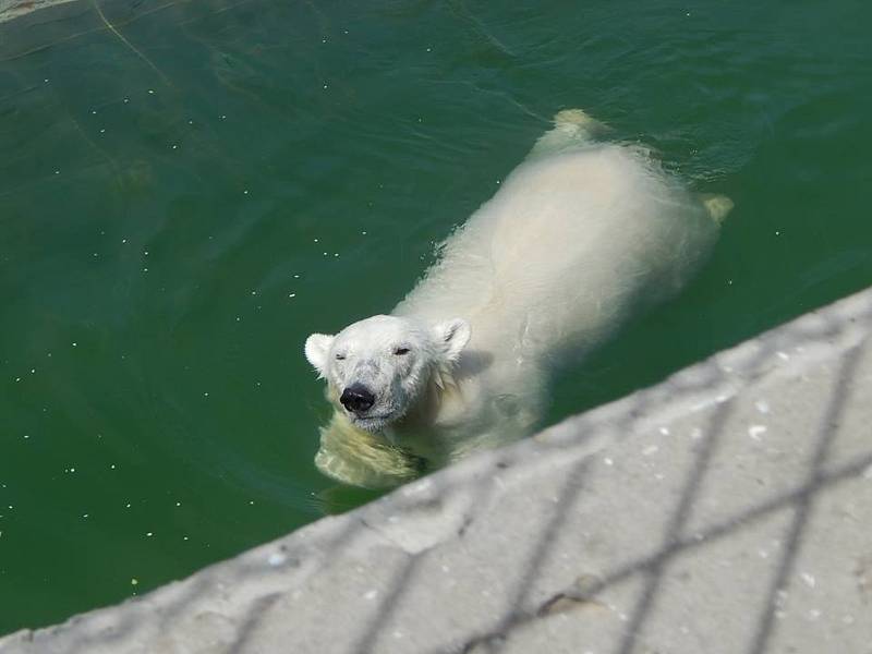 Medvědice Kometa v zoologické zahradě v Rostovu na Donu.