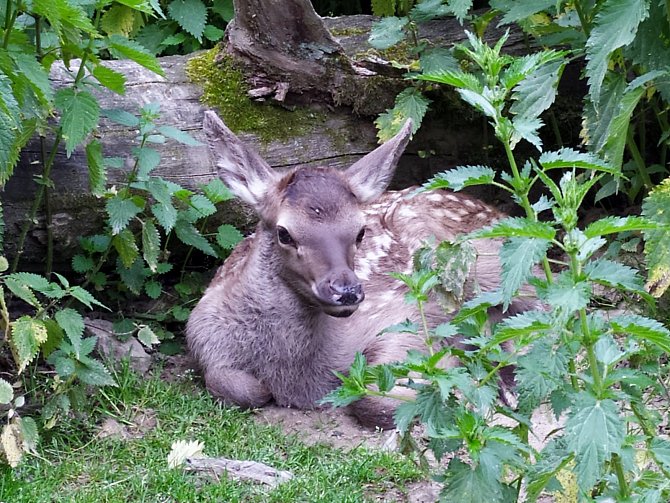 Zoo Brno má nový přírůstek. Mládě wapiti se ve výběhu zabydlelo.