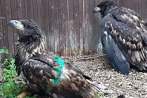 Dvě mláďata orla mořského spadla i s hnízdem v oboře Soutok na Břeclavsku. Zlomila si křídla.