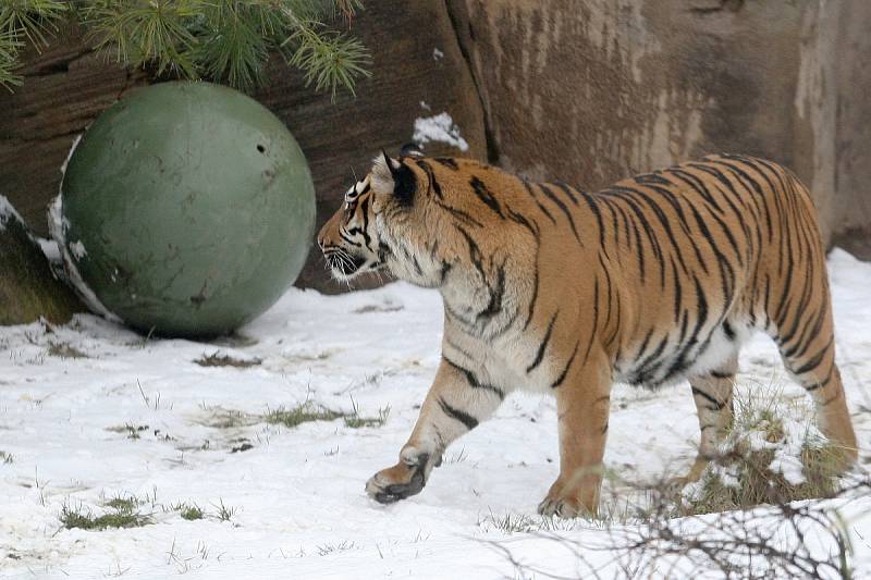 Tygřice Satu v brněnské zoo.