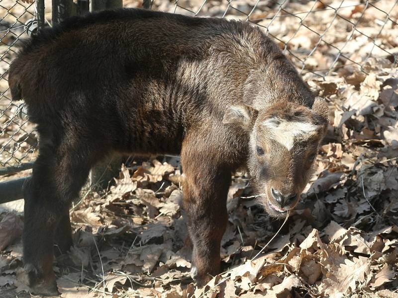 Mládě takina indického v brněnské zoo.