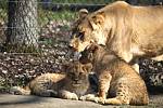 Lidé, kteří do zoo zavítají tuto neděli, si kromě pohledu na zvířata odnesou i zážitek z křestu dvojice lvích mláďat, který začíná ve dvě hodiny odpoledne.