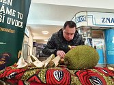 Maxijedlíka Jaroslava Němce nezastavilo ani extrémně páchnoucí ovoce durian.