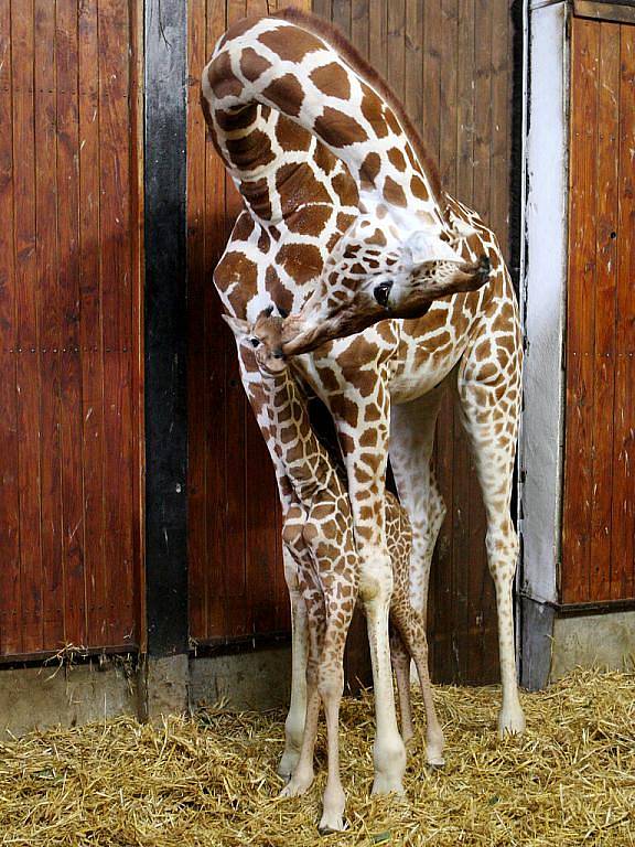 Žirafí mládě v brněnské zoologické zahradě.