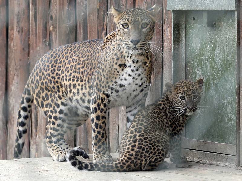 V sobotu nejen brněnská zoologická zahrada slavila světový den divoké přírody. Levhartice lidem ukázala tříměsíční mládě, medvědi se radostně klouzali po zamrzlém jezírku a hráli si s ledem.