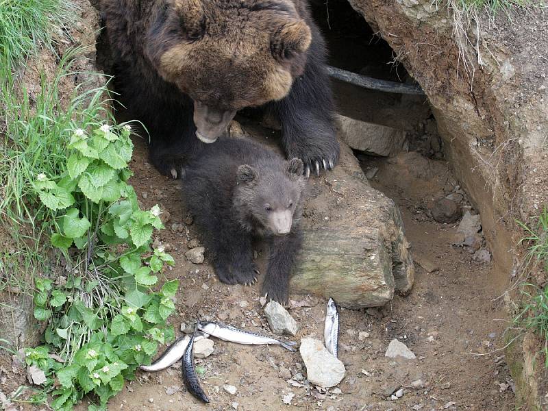 Mládě kamčatského medvěda v brněnské zoo.