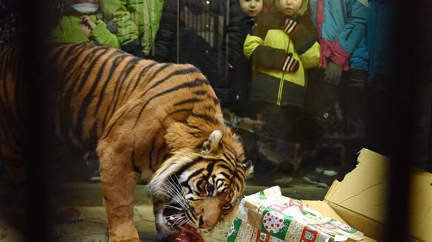 Nejenom lidé oslaví Štědrý den rozbalováním dárků. Vánoční nadílku dostanou i zvířata v brněnské zoo.
