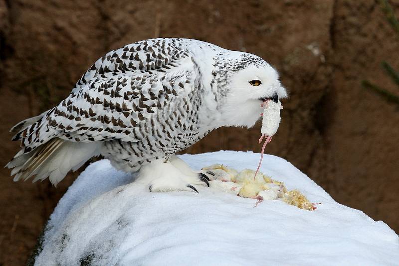 Zimní šampionát zvířat v brněnské ZOO -  sovice sněžní.