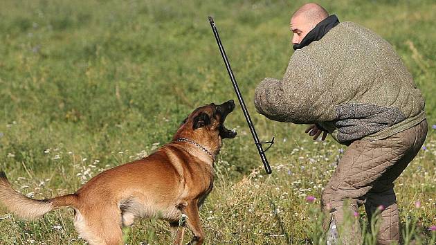 Brněnští strážnici nacvičovali zadržení pachatele pomocí psů.