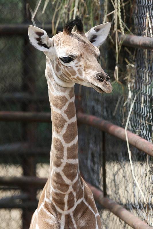 Nové mládě žirafy v brněnské ZOO.