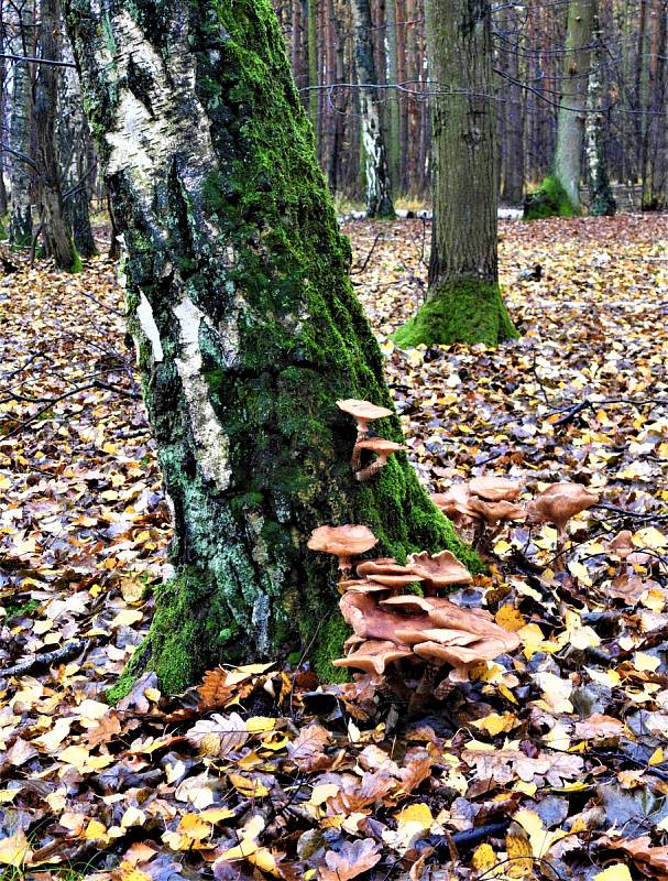 Výprava čtenáře Deníku v lesích na Kolínsku tradičně končí houbařskou sezonu. Nesbírá, ale fotí.