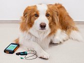 Telemedicína pomáhá už i zvířatům. Monitorace srdečního rytmu na dálku se stává běžnou u psích pacientů v Brně.
