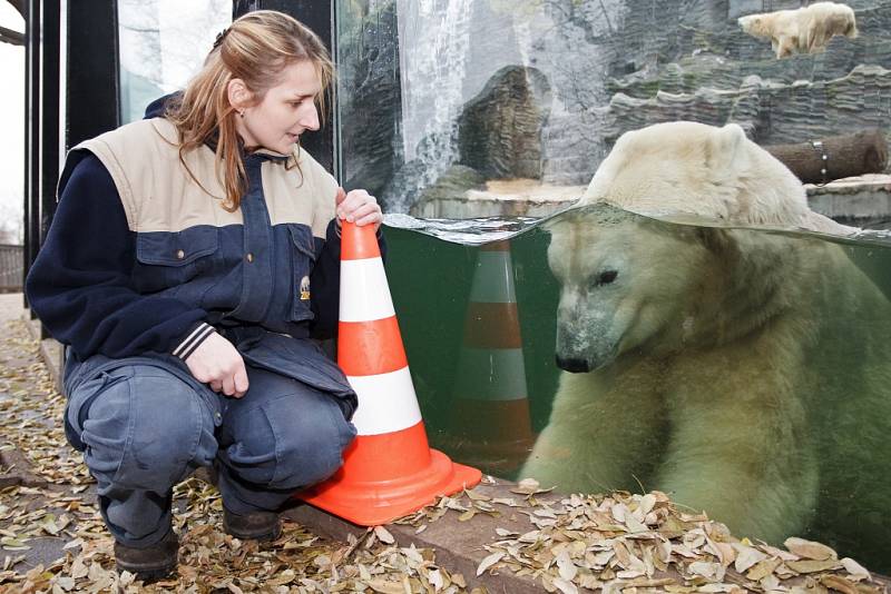 Lední medvěd Tom v pražské zoo.