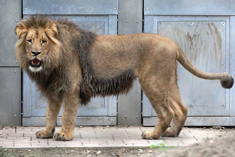 Zásnuby nových lvů v Brně? Seznamování Lolka a Kivu v brněnské zoo dopadlo podle chovatelů úspěšně. 